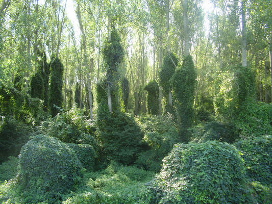 Topoľový podrast