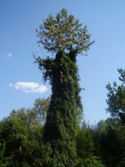 Uväznený topo