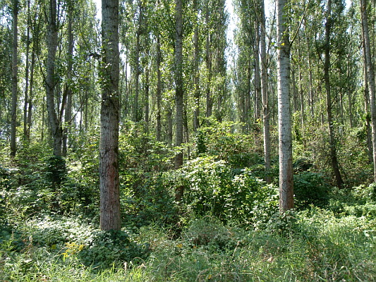 Topoľový porast